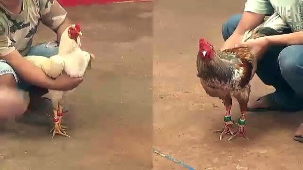 Đá gà Thomo – đấu trường gà đẳng cấp hàng đầu châu Á